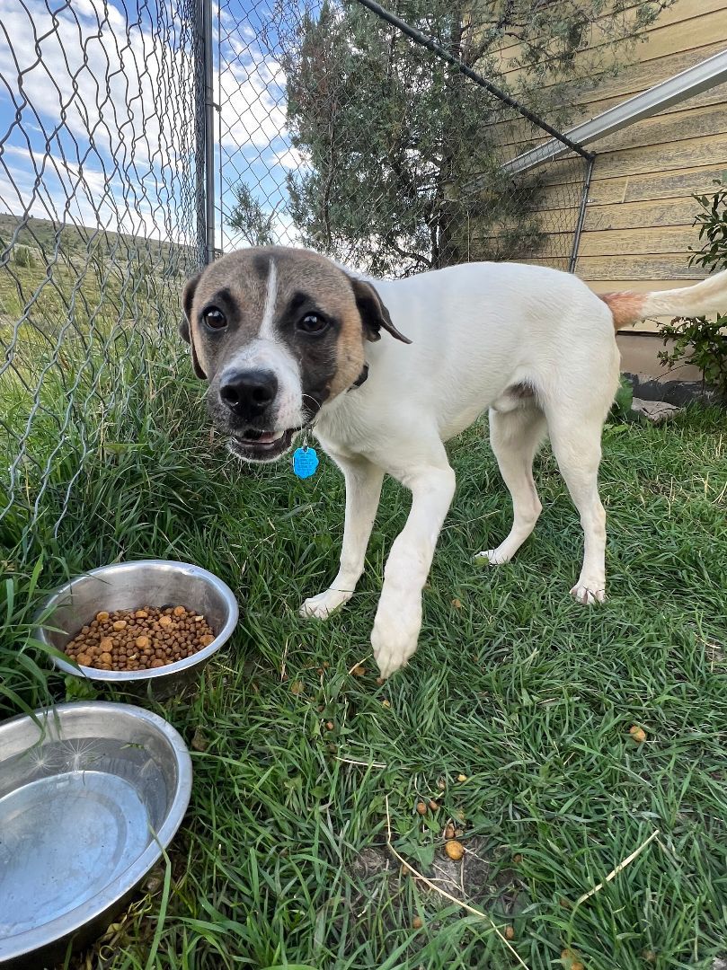 Baskin, a Adopted mixed breed in Wilsall, MT image 1/2