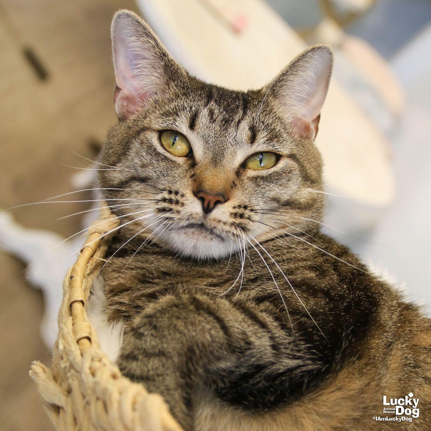 Enlarge Cleo, a Adoptable Domestic Short Hair in Washington, DC image 1/3