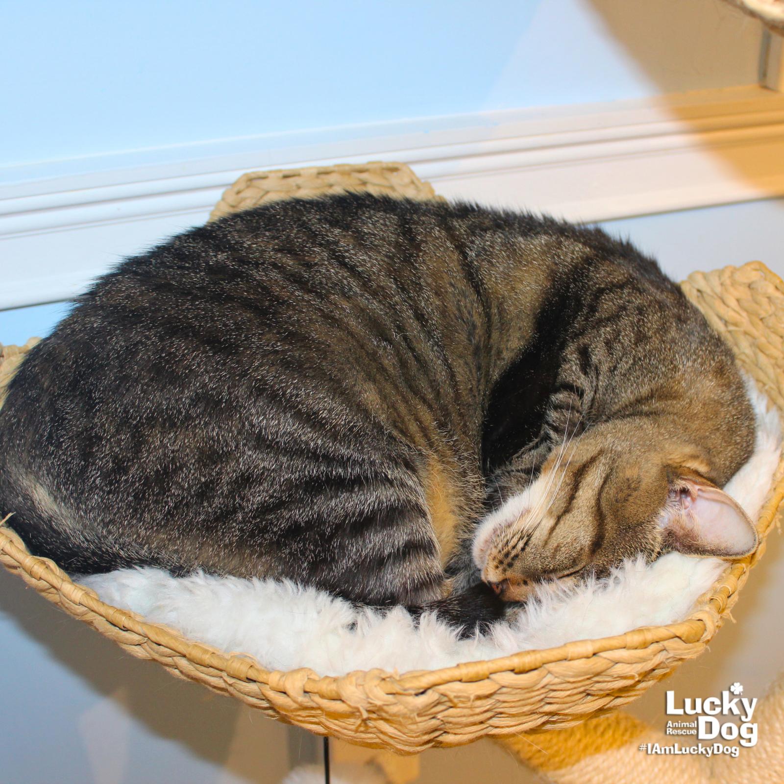 Cleo, a Adoptable Domestic Short Hair in Washington, DC image 2/3