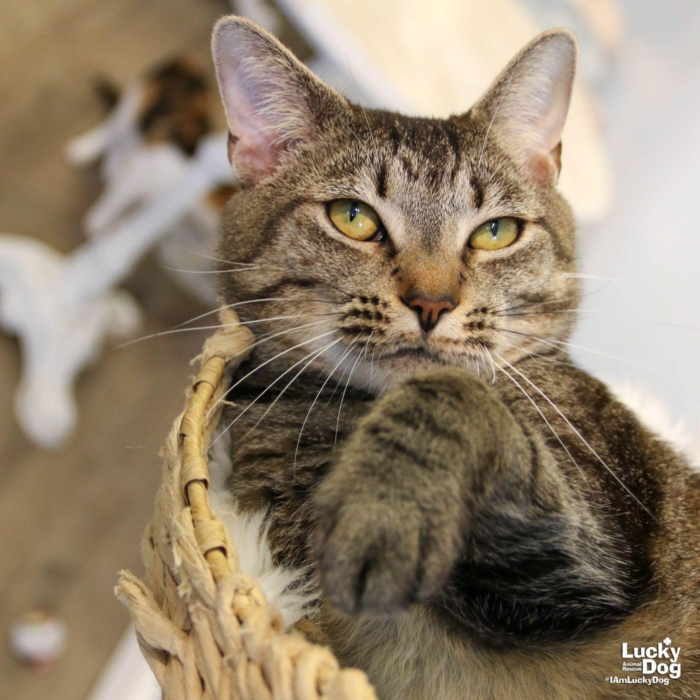 Enlarge Cleo, a Adoptable Domestic Short Hair in Washington, DC image 2/3