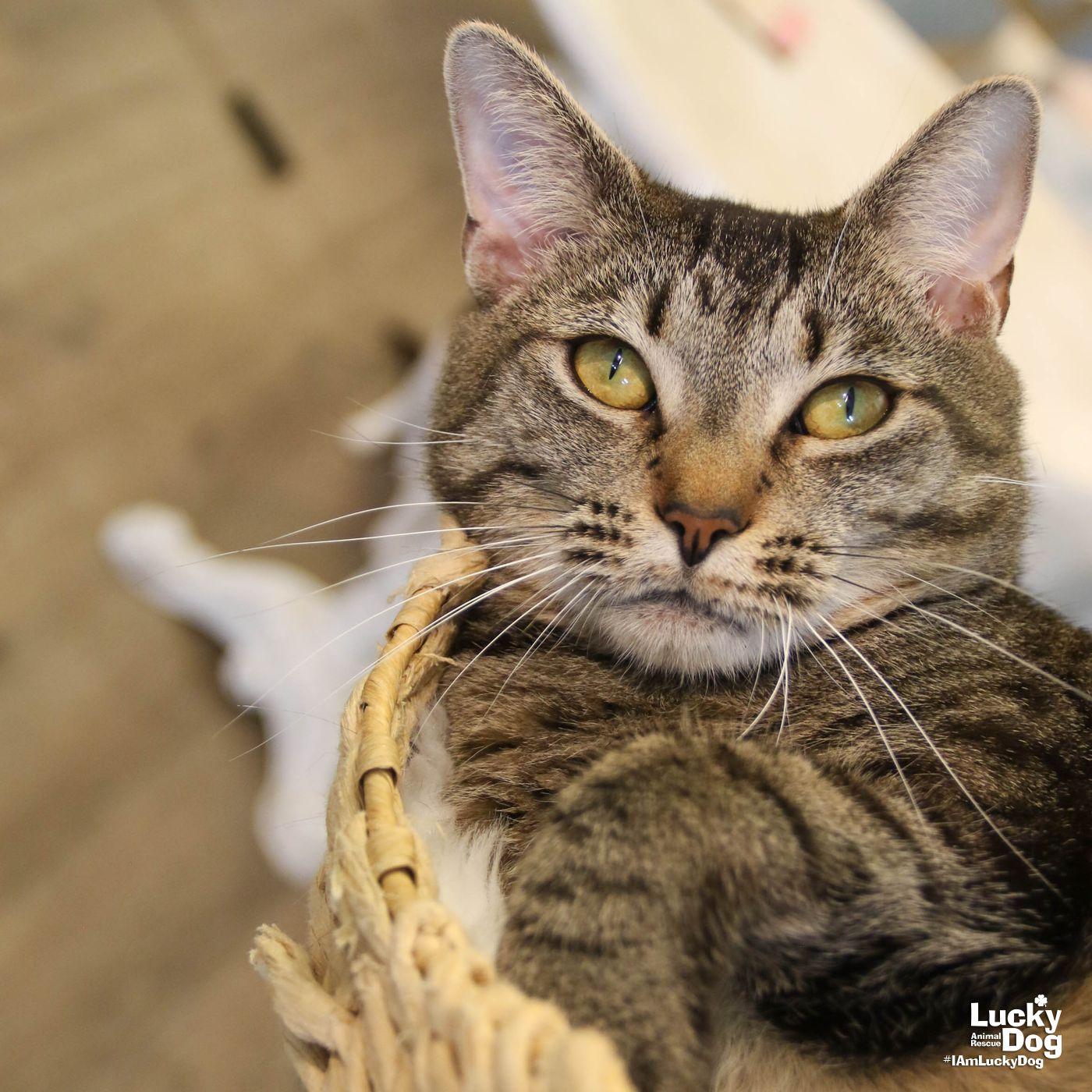 Enlarge Cleo, a Adoptable Domestic Short Hair in Washington, DC image 3/3