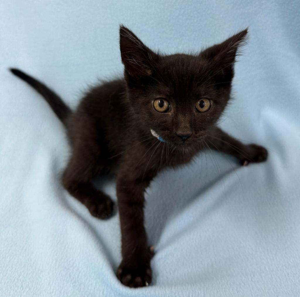 Enlarge Phantom, a Adoptable mixed breed in Lagrange, IN image 1/3