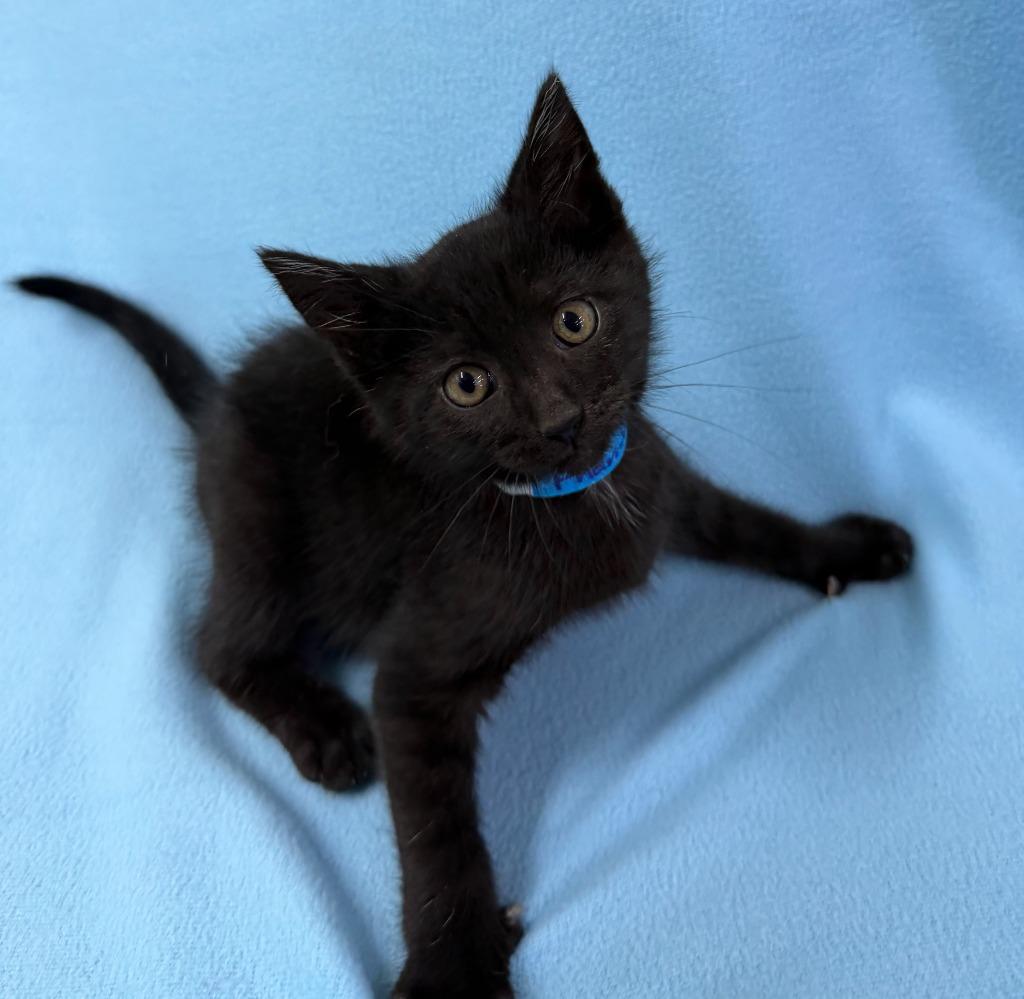 Enlarge Phantom, a Adoptable mixed breed in Lagrange, IN image 2/3
