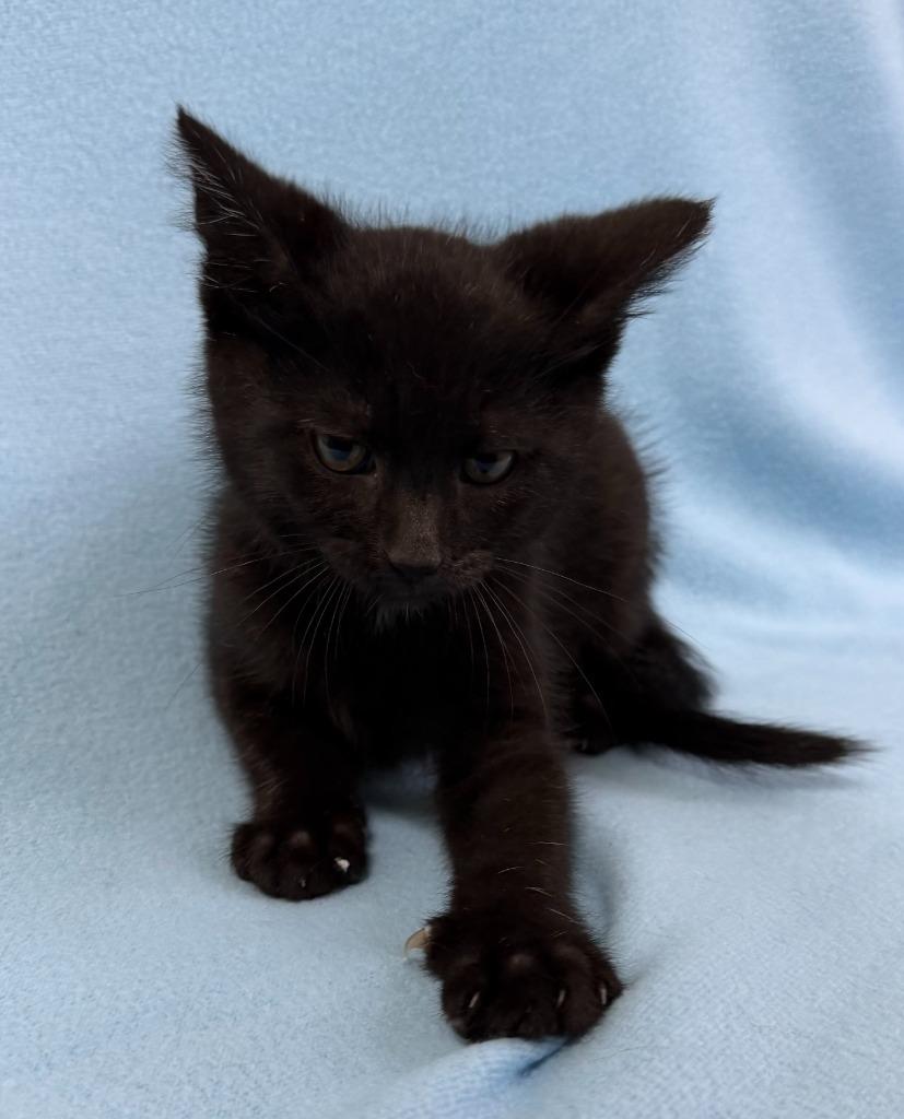 Enlarge Phantom, a Adoptable mixed breed in Lagrange, IN image 3/3