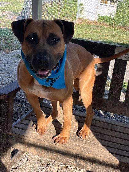 Max, a Adoptable mixed breed in Blue Ridge, GA image 1/3