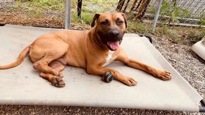 Max, Adoptable, Adult Male Rhodesian Ridgeback & Bullmastiff.