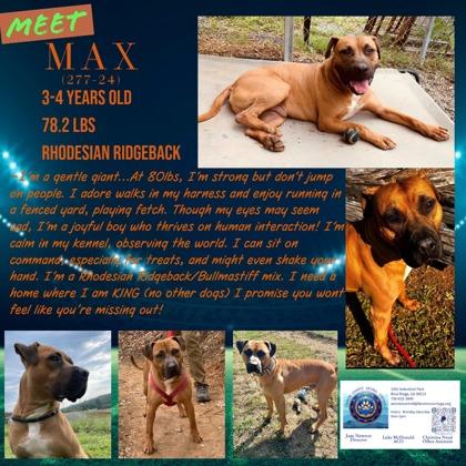 Max, Adoptable, Adult Male Rhodesian Ridgeback & Bullmastiff.