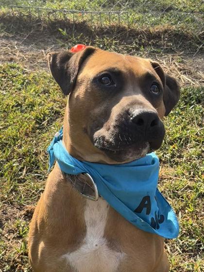 Enlarge Max, a Adoptable mixed breed in Blue Ridge, GA image 2/3