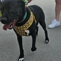 Enlarge Thyme, a Adoptable mixed breed in Farmersville, OH image 1/6
