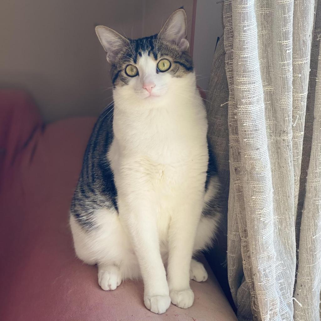 Hollywood, a Adoptable Domestic Short Hair in Gibsonia, PA image 1/6