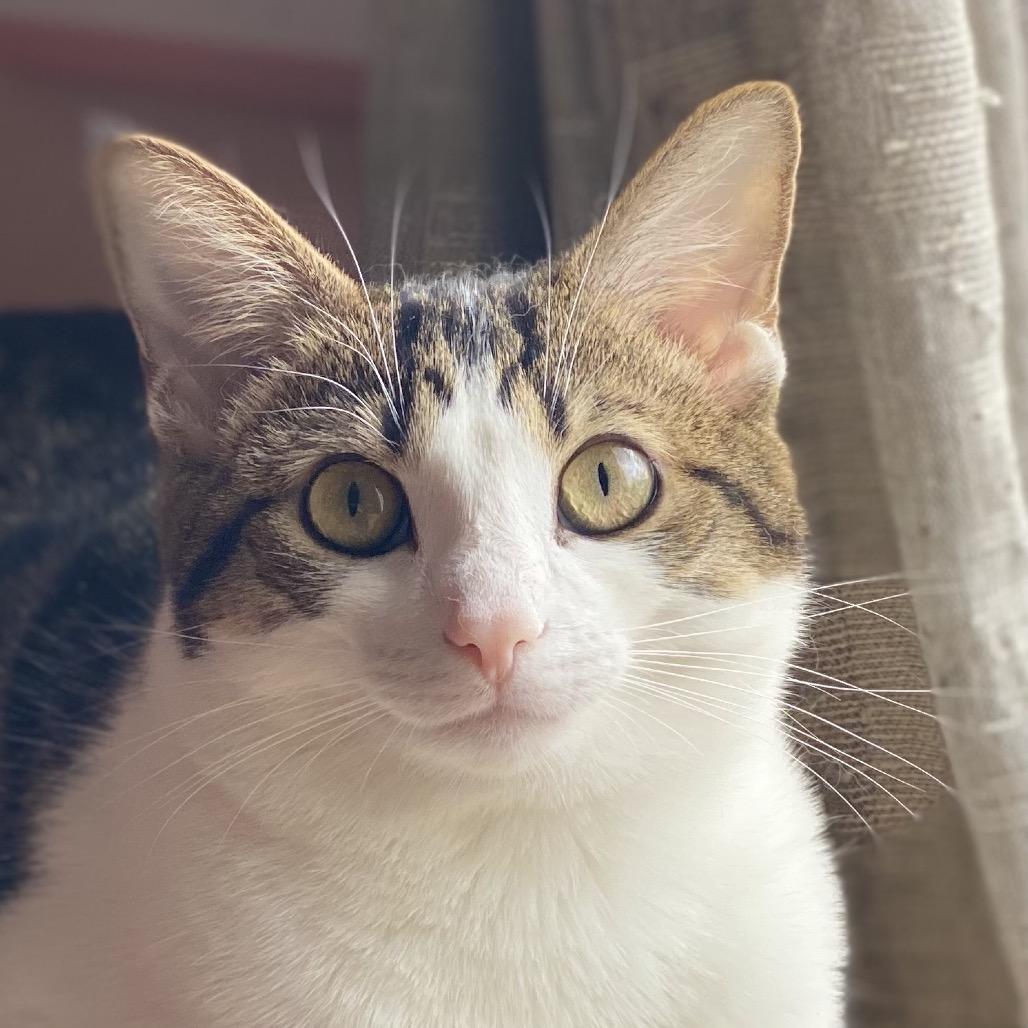 Hollywood, a Adoptable Domestic Short Hair in Gibsonia, PA image 2/6