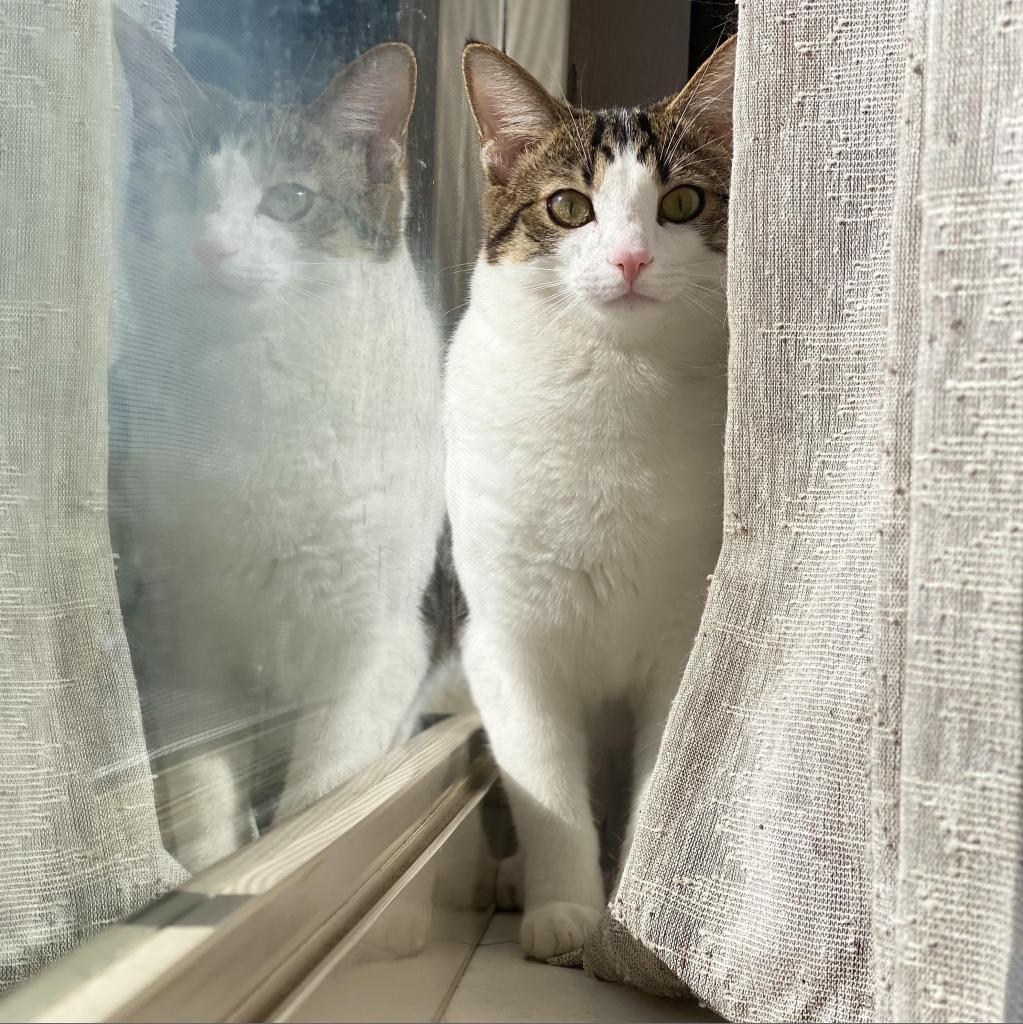 Hollywood, a Adoptable Domestic Short Hair in Gibsonia, PA image 4/6