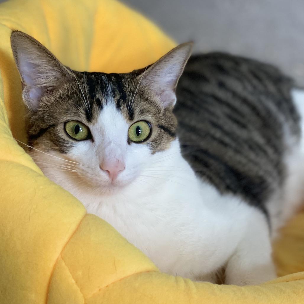 Hollywood, a Adoptable Domestic Short Hair in Gibsonia, PA image 5/6