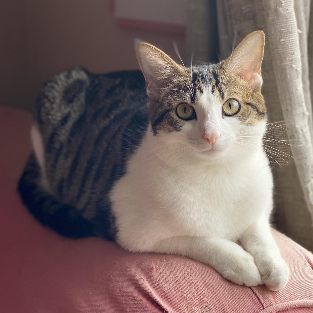 Hollywood, a Adoptable Domestic Short Hair in Gibsonia, PA image 6/6
