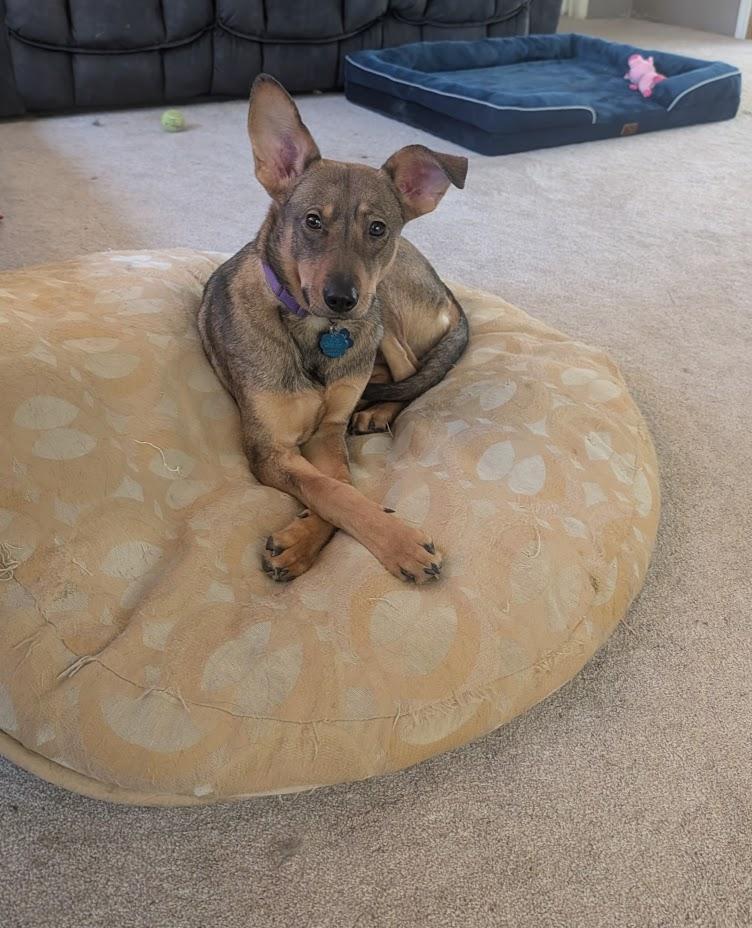 Enlarge Dawson, a ADOPTABLE mixed breed in Broomfield, CO image 2/6