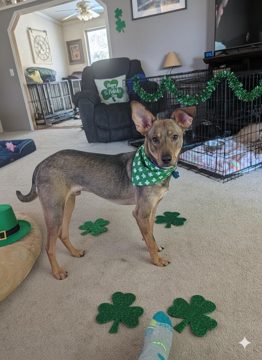 Enlarge Dawson, a ADOPTABLE mixed breed in Broomfield, CO image 2/6