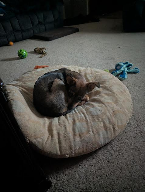 Dawson, a ADOPTABLE mixed breed in Broomfield, CO image 3/5