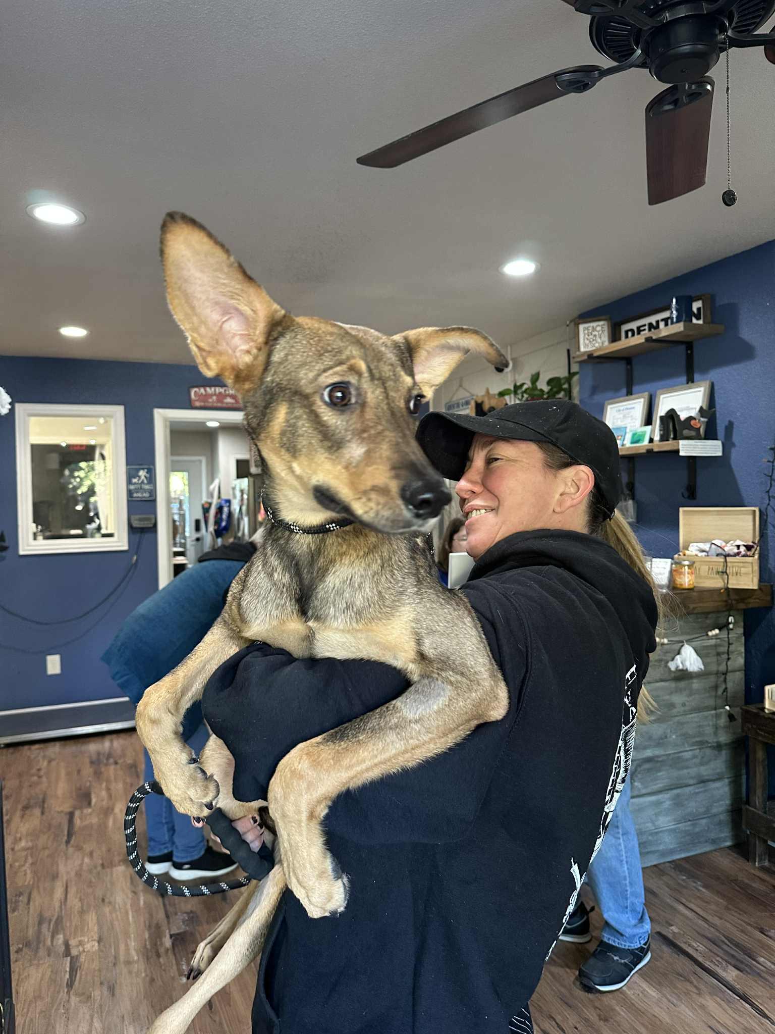 Dawson, a ADOPTABLE mixed breed in Broomfield, CO image 2/5