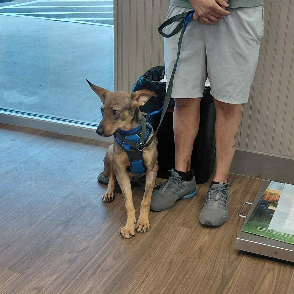 Dawson, a ADOPTABLE mixed breed in Broomfield, CO image 5/5