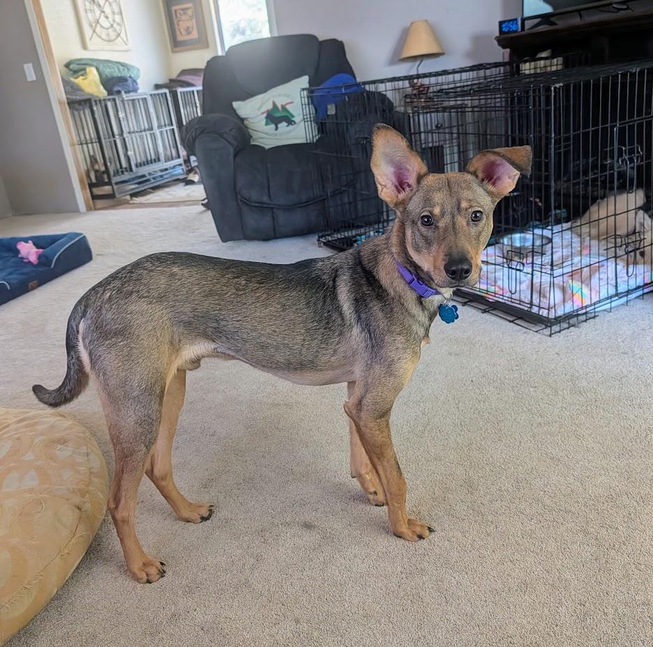 Enlarge Dawson, a ADOPTABLE mixed breed in Broomfield, CO image 6/6
