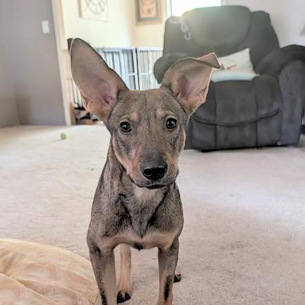 Enlarge Dawson, a ADOPTABLE mixed breed in Broomfield, CO image 1/6