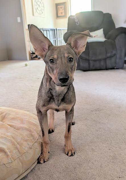 Dawson, a ADOPTABLE mixed breed in Broomfield, CO image 4/5