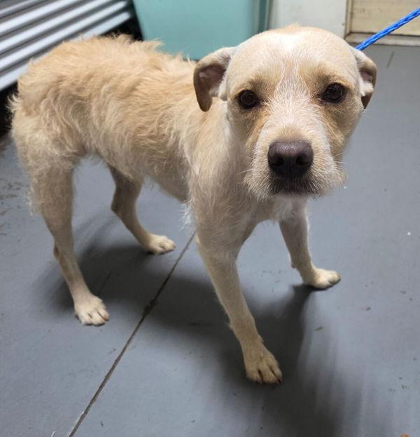26-08-2396 Butters, Adoptable, Adult Male Terrier.