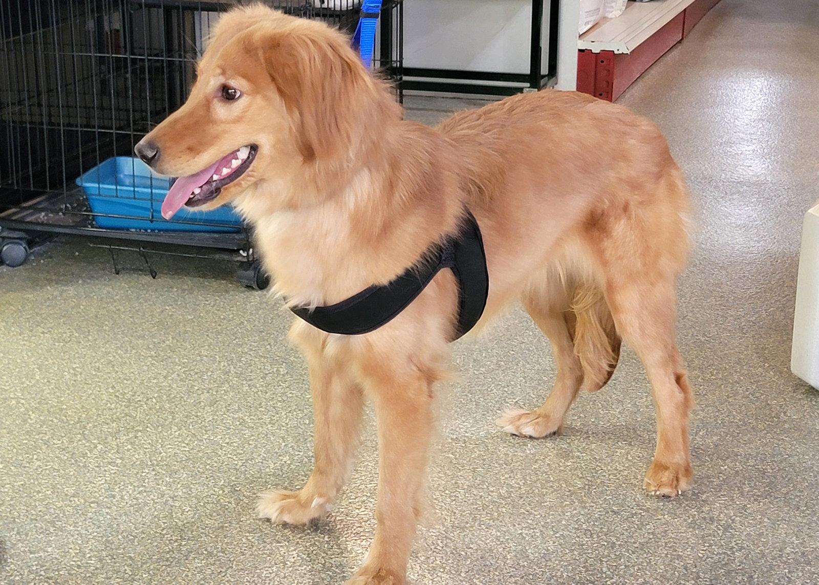 Whinnie/Lena, Adopted, Puppy Female Golden Retriever.