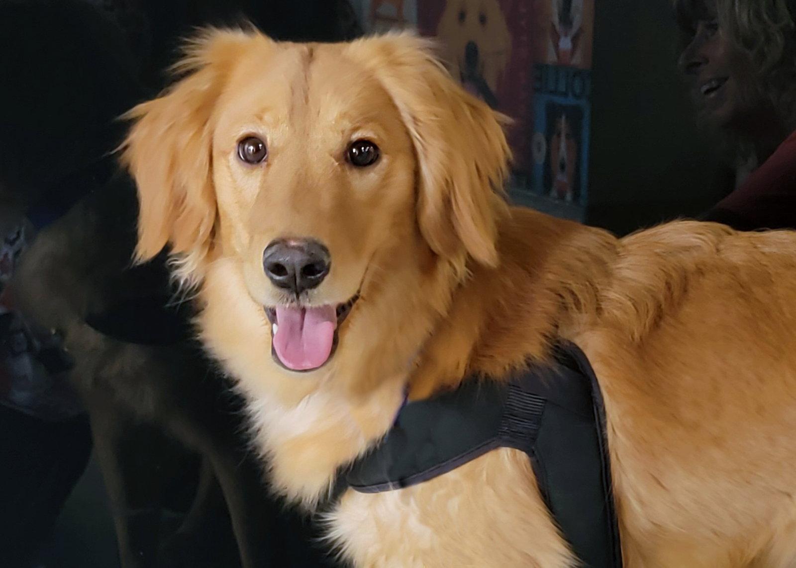 Enlarge Whinnie/Lena, a Adopted Golden Retriever in Glendale, AZ image 2/3