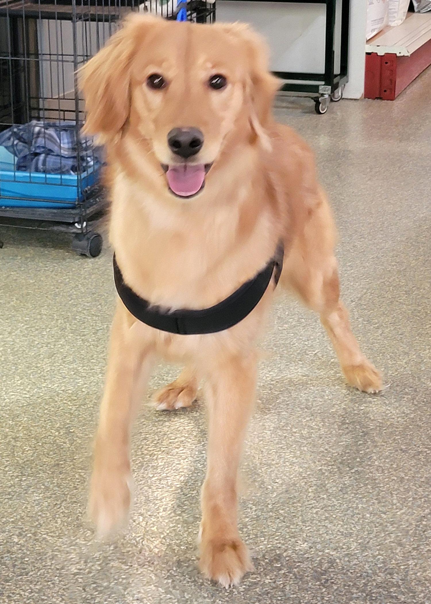 Enlarge Whinnie/Lena, a Adopted Golden Retriever in Glendale, AZ image 3/3