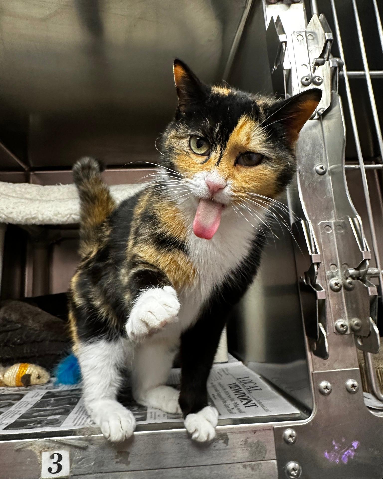 Sweet Pea, adopted, Adult Female Calico & Domestic Short Hair.