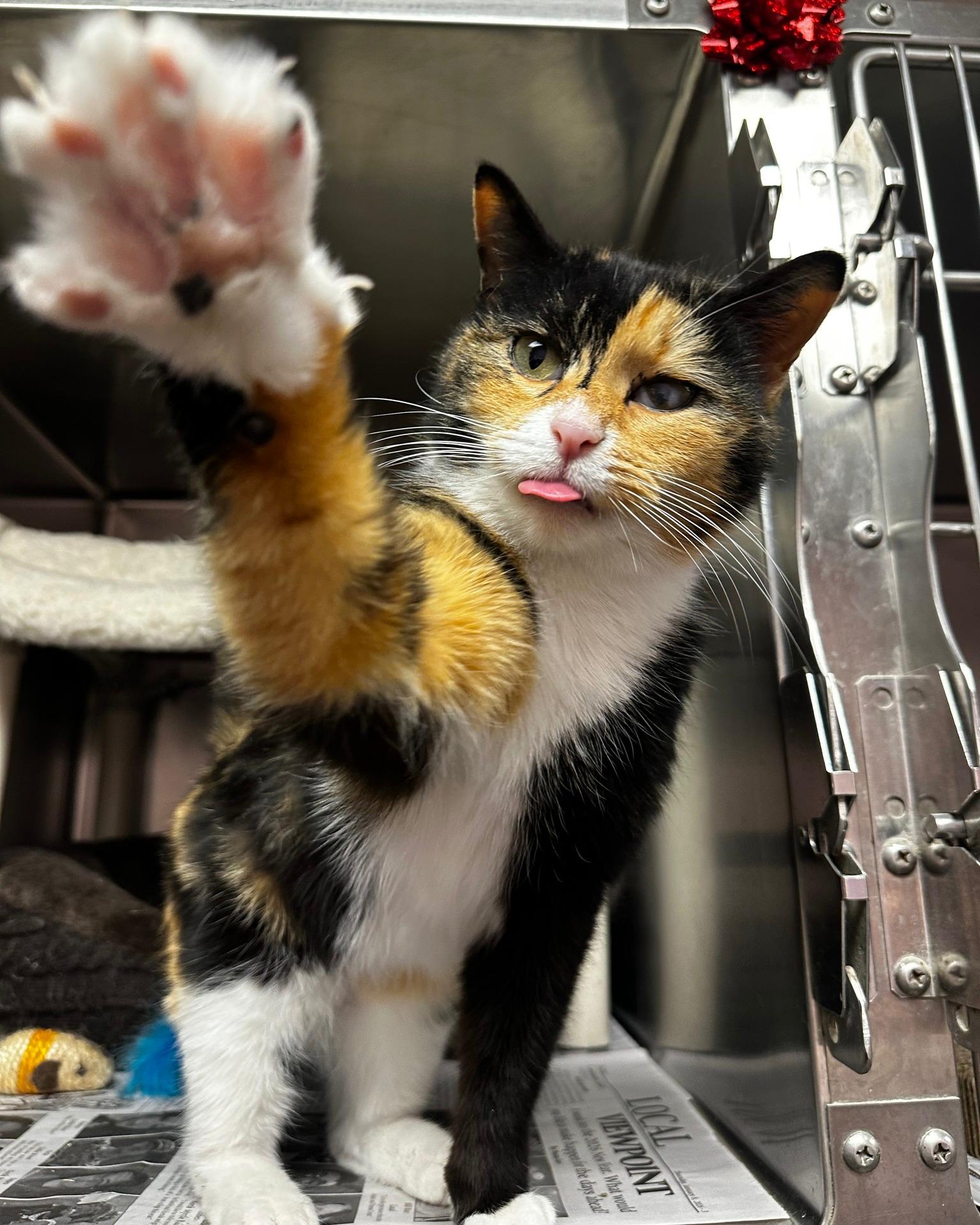 Enlarge Sweet Pea, an adopted mixed breed in North Myrtle Beach, SC image 3/6