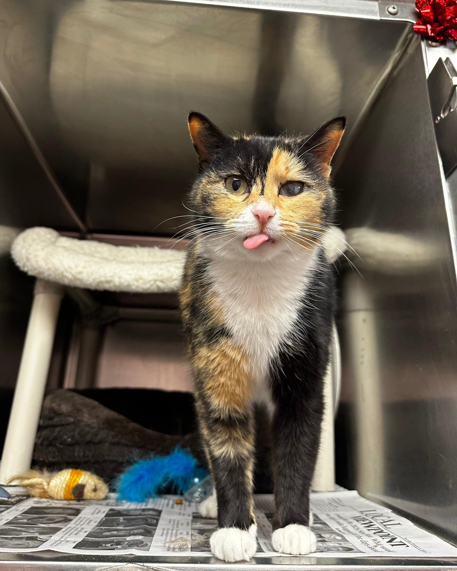 Enlarge Sweet Pea, an adopted mixed breed in North Myrtle Beach, SC image 6/6