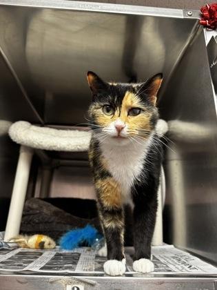 Enlarge Sweet Pea, an adopted mixed breed in North Myrtle Beach, SC image 2/6