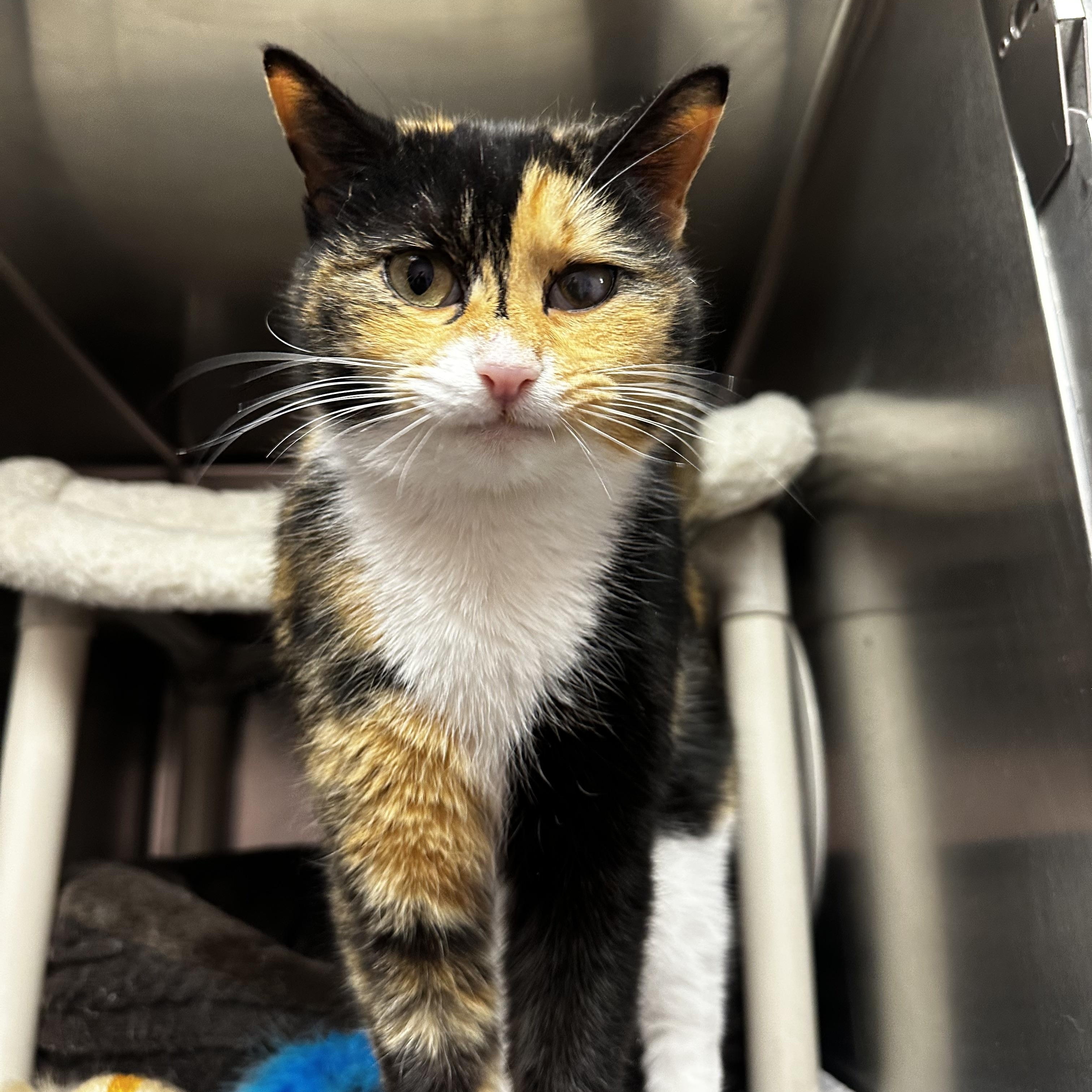 Enlarge Sweet Pea, an adopted mixed breed in North Myrtle Beach, SC image 4/6