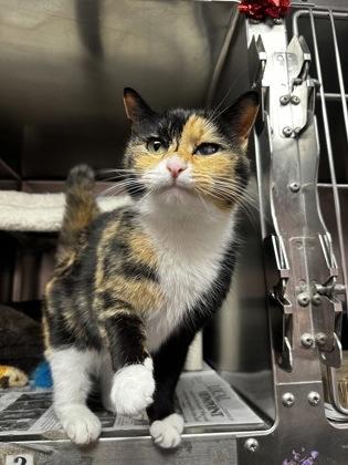 Enlarge Sweet Pea, an adopted mixed breed in North Myrtle Beach, SC image 5/6