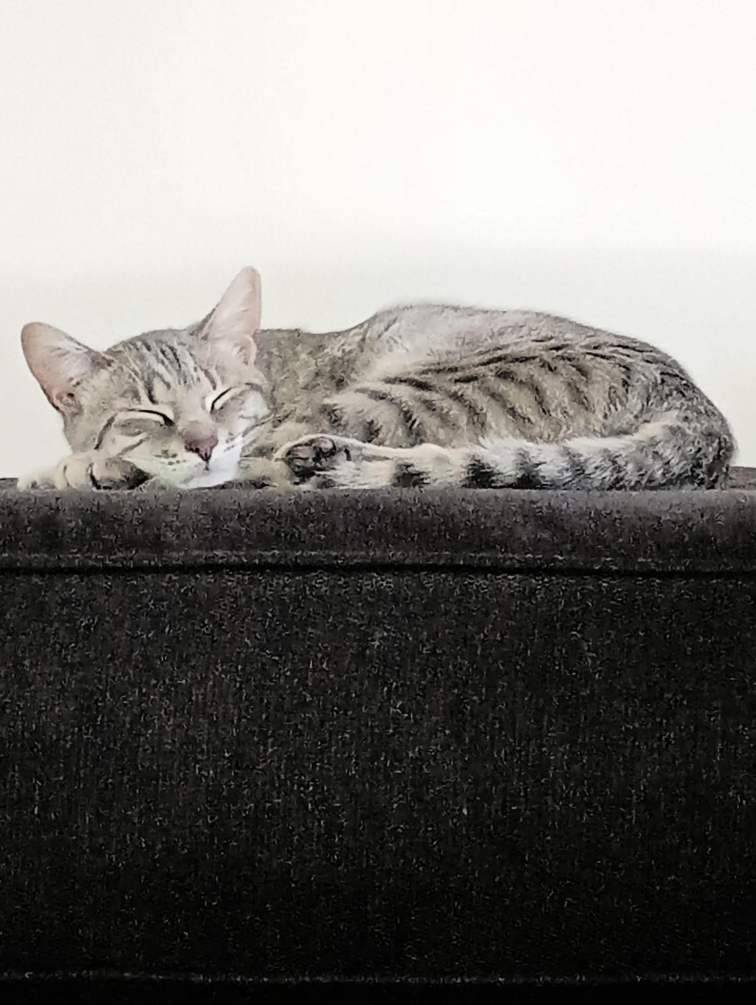 Spice Girl, an adopted Tiger in Albany, NY image 2/3