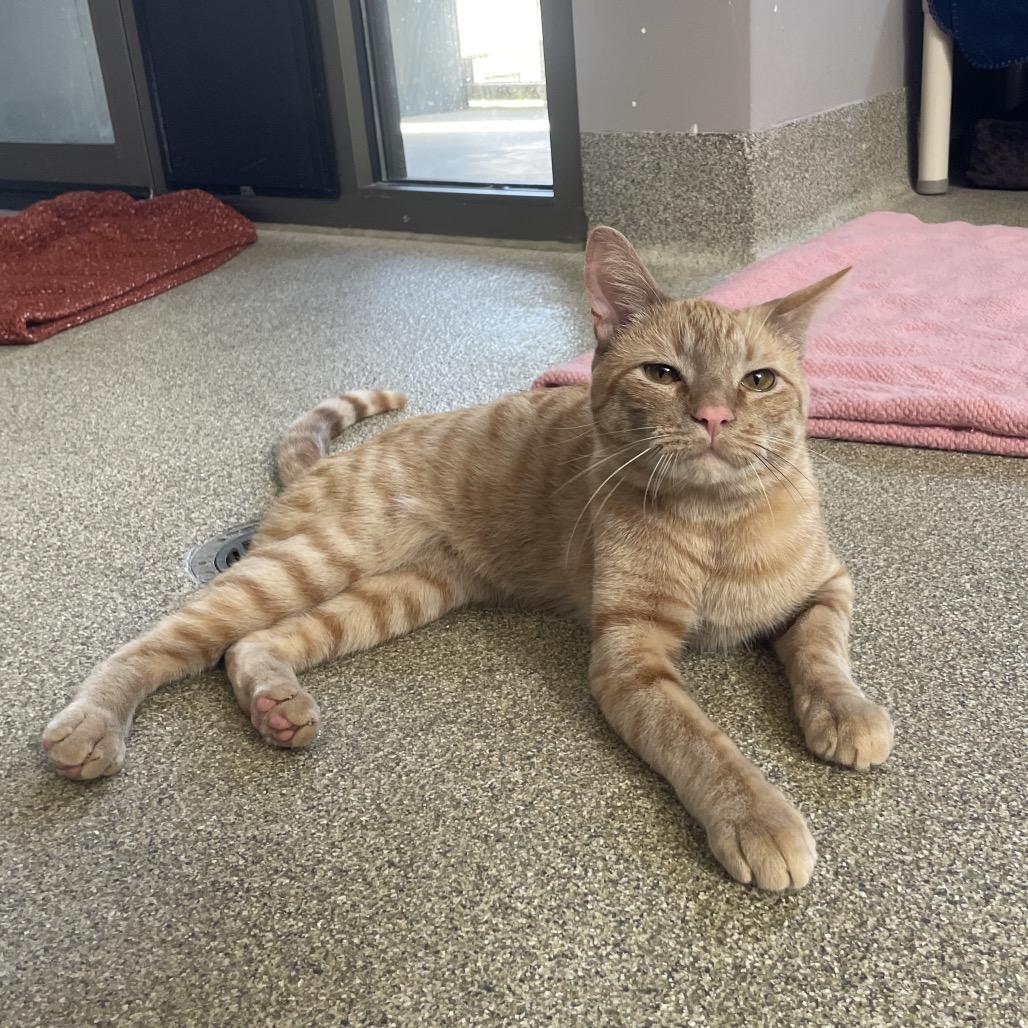 Enlarge Squeaks, a Adoptable Domestic Short Hair in Chicago, IL image 1/5