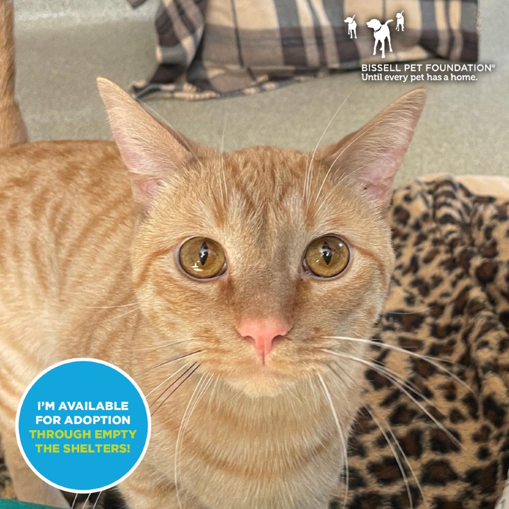 Enlarge Squeaks, a Adoptable Domestic Short Hair in Chicago, IL image 2/5