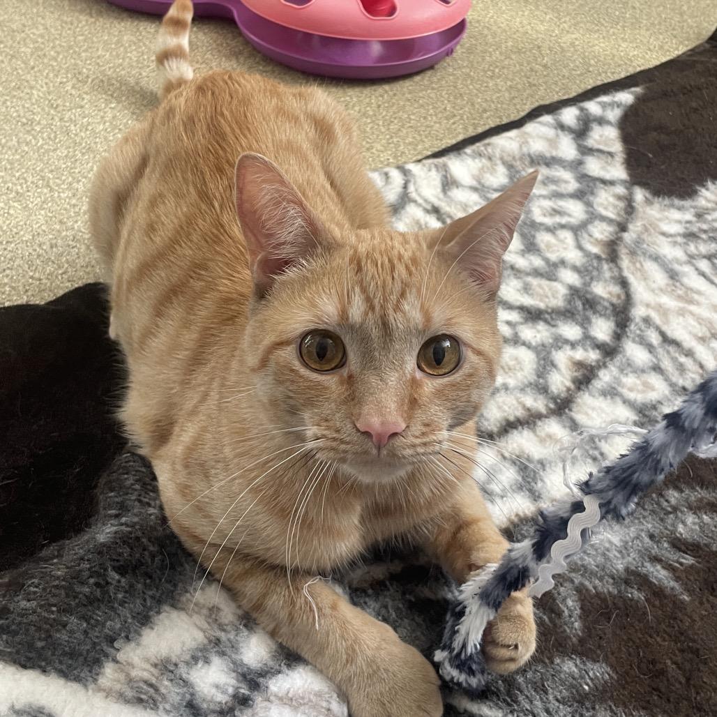 Enlarge Squeaks, a Adoptable Domestic Short Hair in Chicago, IL image 3/5