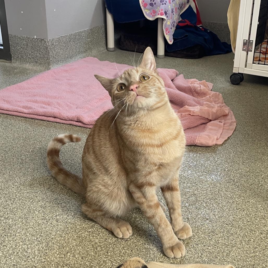 Enlarge Squeaks, a Adoptable Domestic Short Hair in Chicago, IL image 4/5