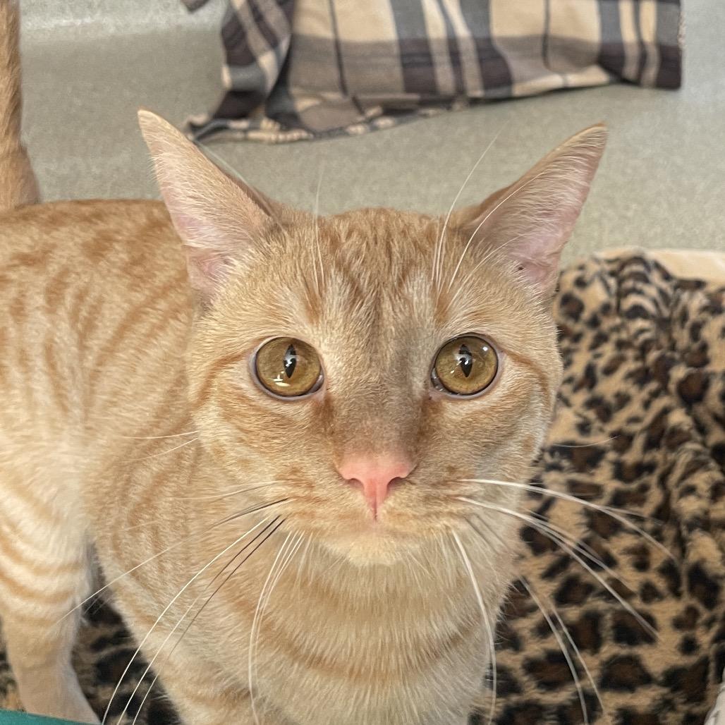 Enlarge Squeaks, a Adoptable Domestic Short Hair in Chicago, IL image 5/5