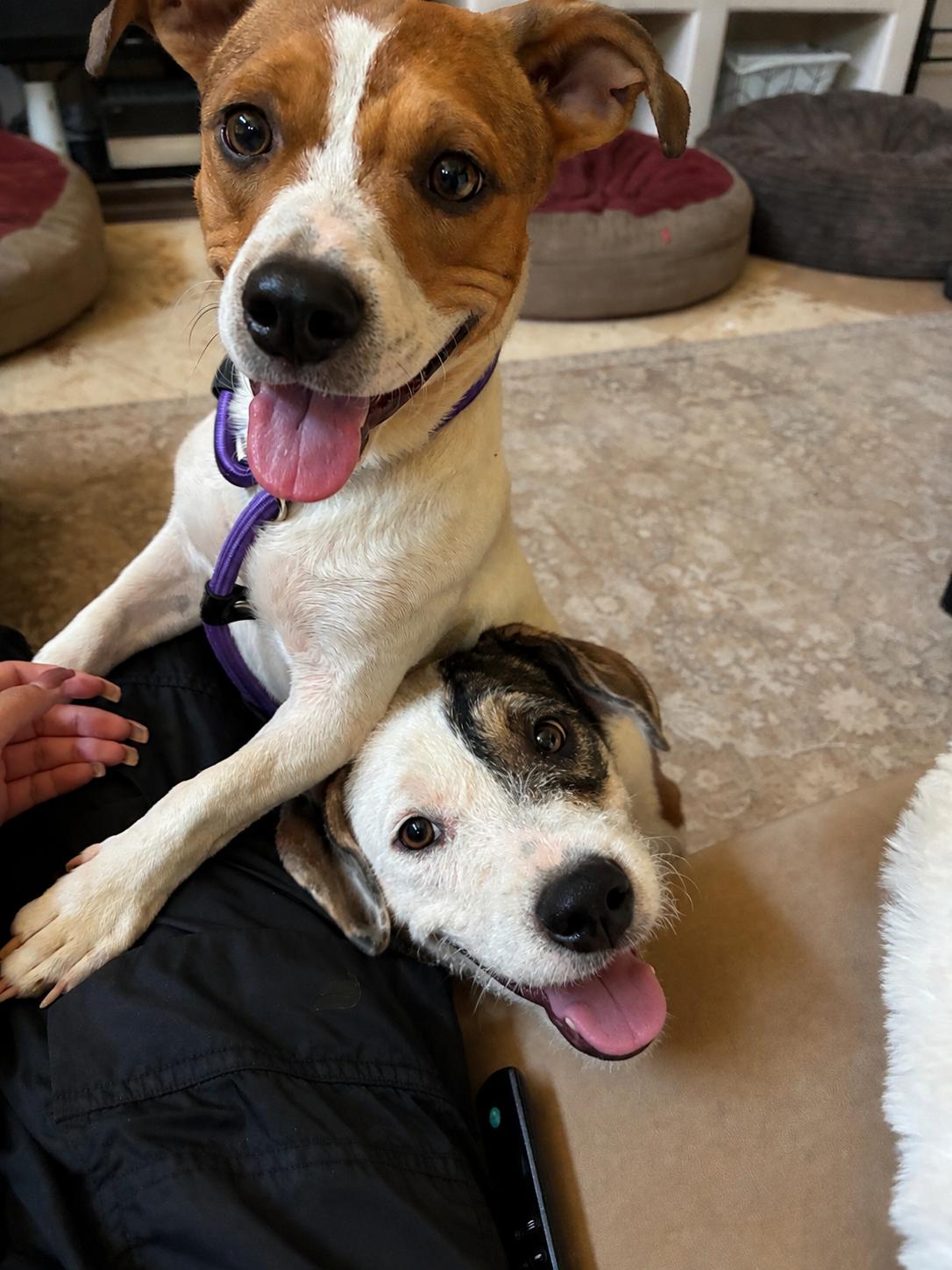 Bullseye, a ADOPTABLE Chiweenie in El Paso, TX image 3/3
