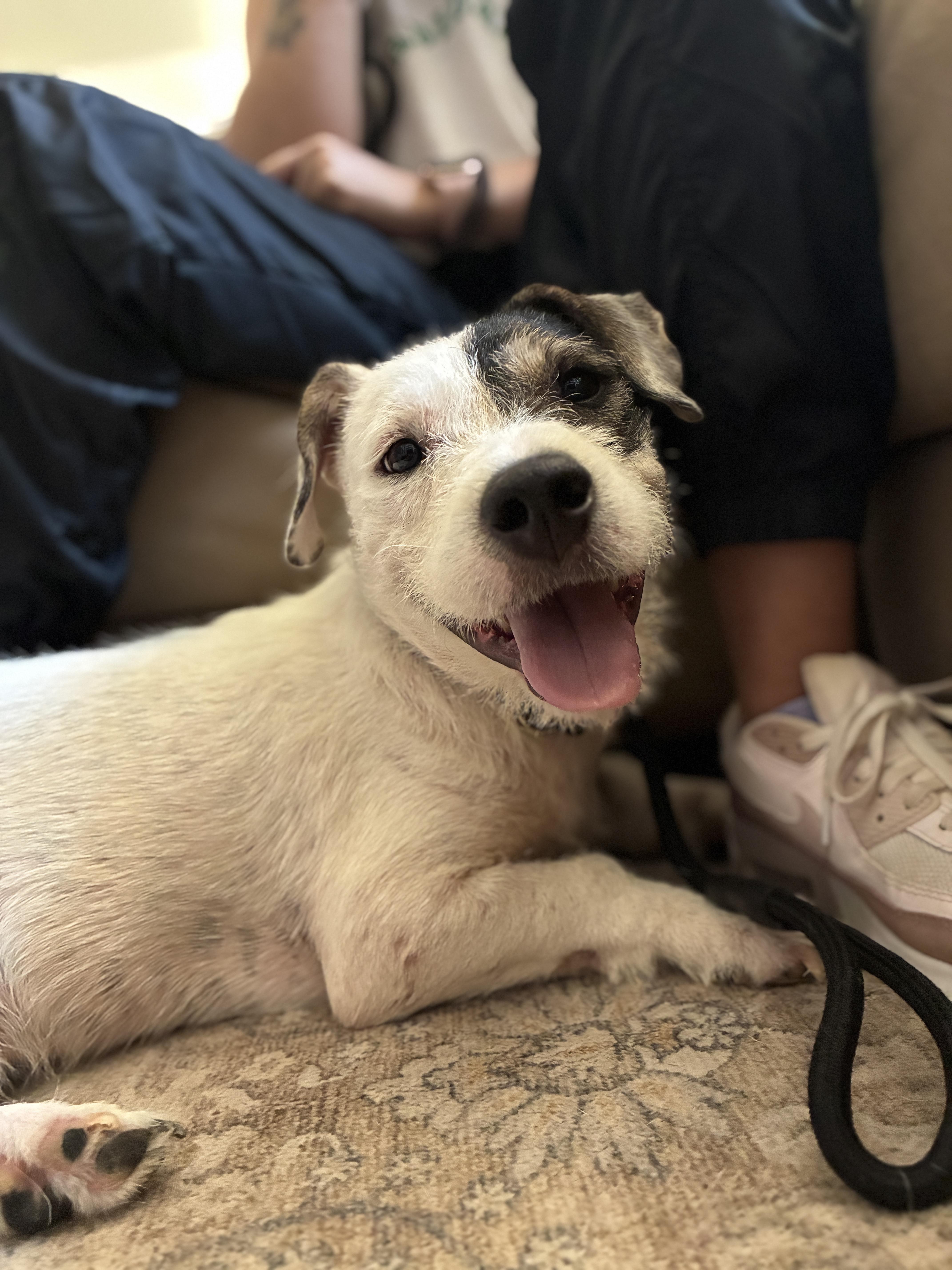 Bullseye, ADOPTABLE, Young Male Chiweenie.