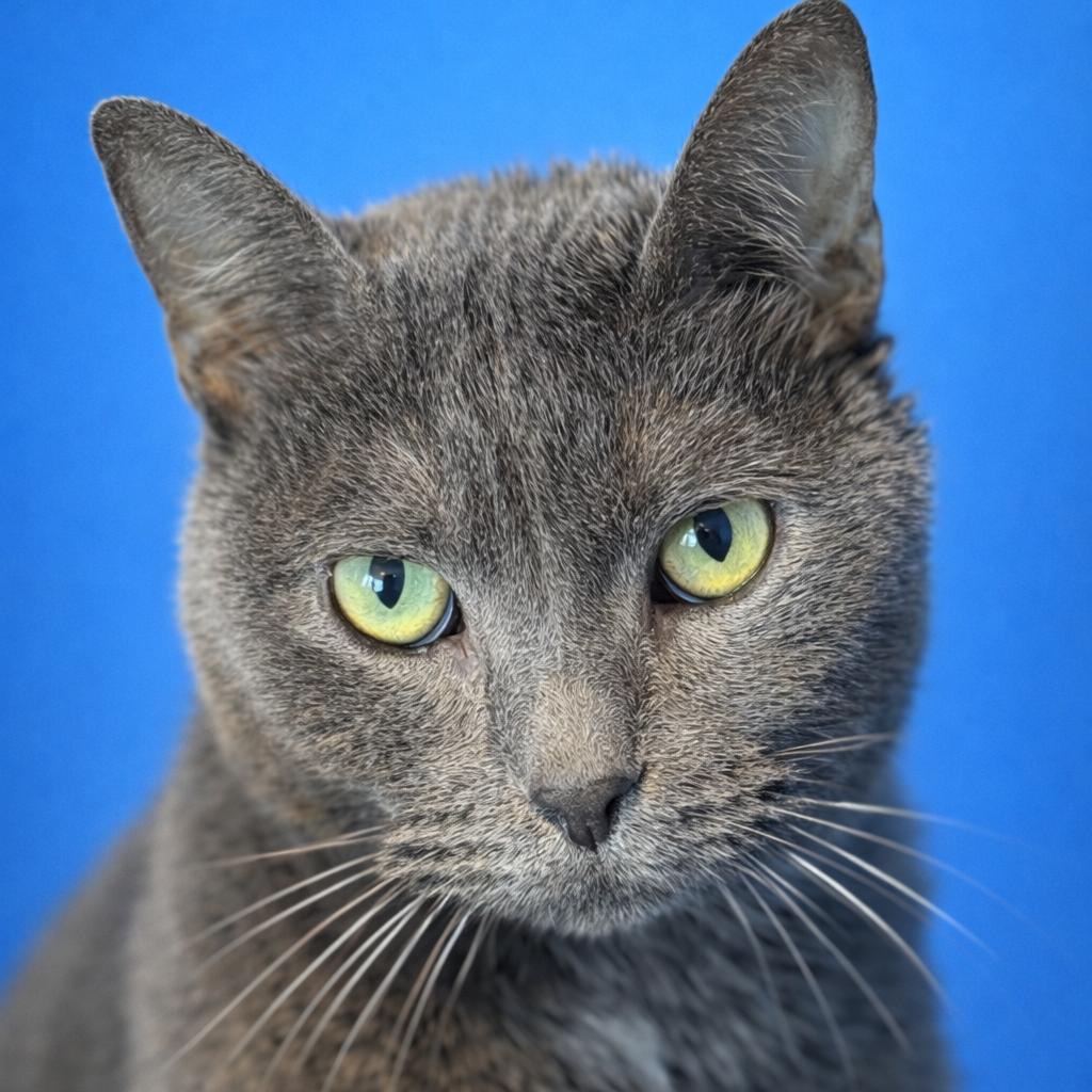 Enlarge Sam, a Adoptable Domestic Short Hair in Mankato, MN image 1/3