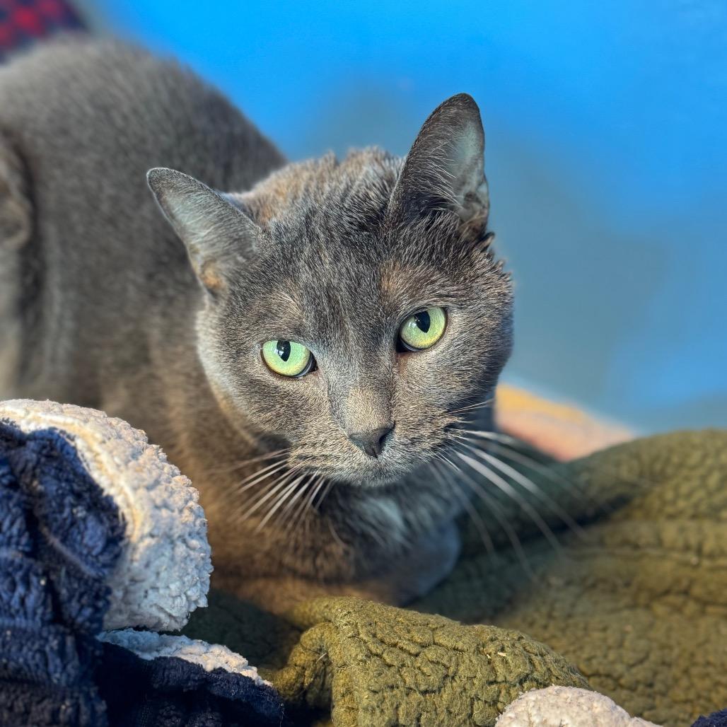 Enlarge Sam, a Adoptable Domestic Short Hair in Mankato, MN image 2/3