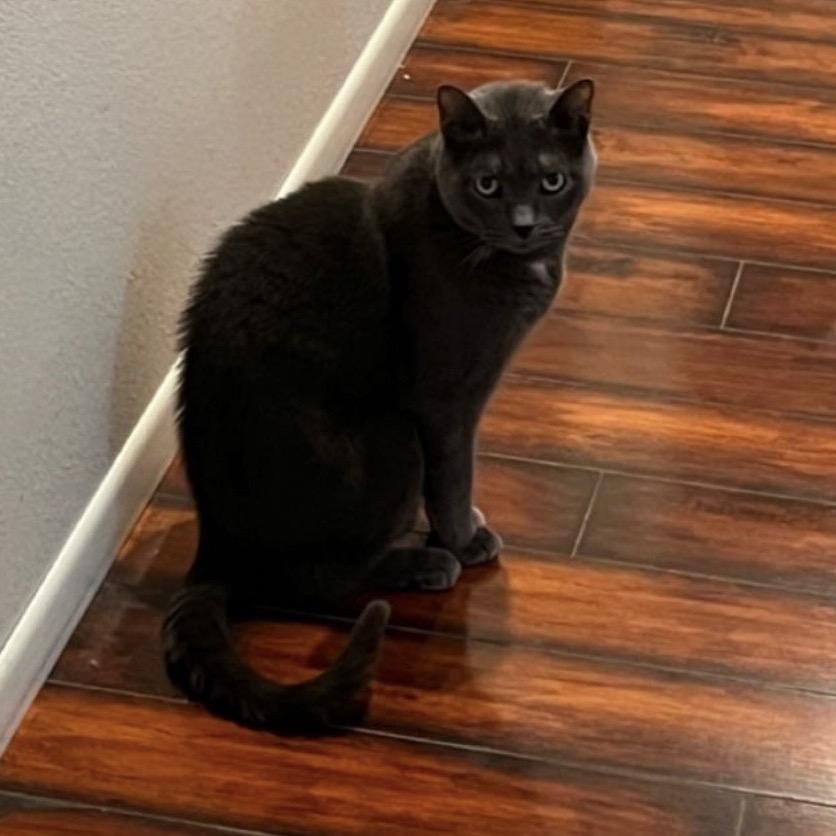 Enlarge Sam, a Adoptable Domestic Short Hair in Mankato, MN image 3/3