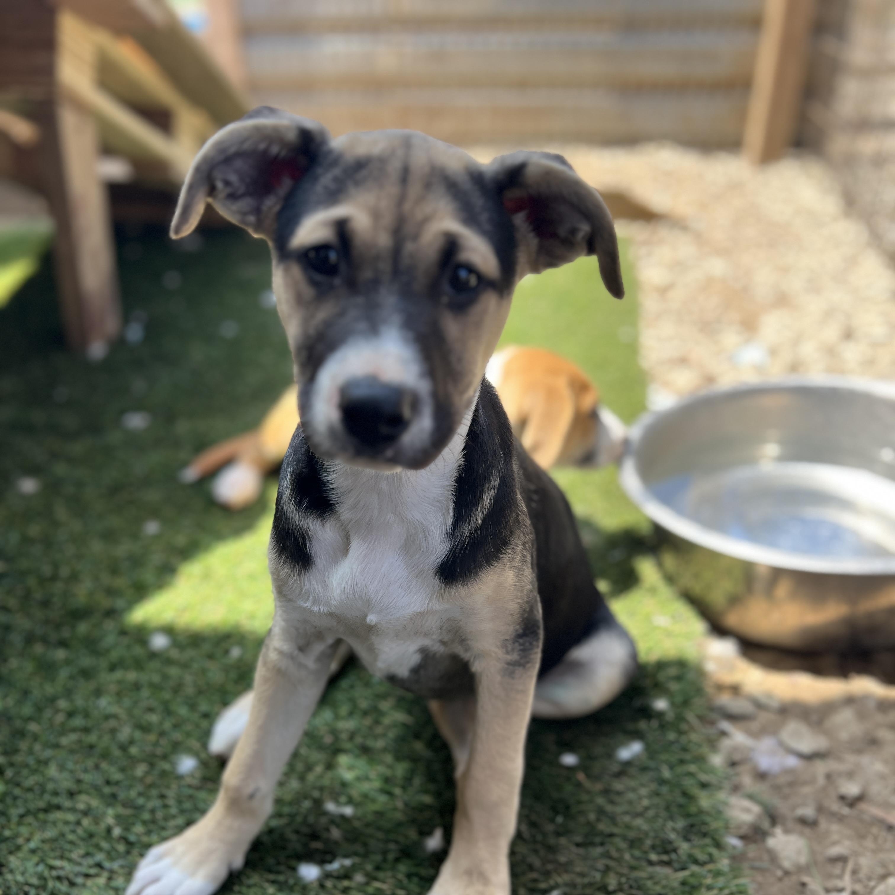Enlarge Aubrey, a Adoptable mixed breed in Escondido, CA image 2/5