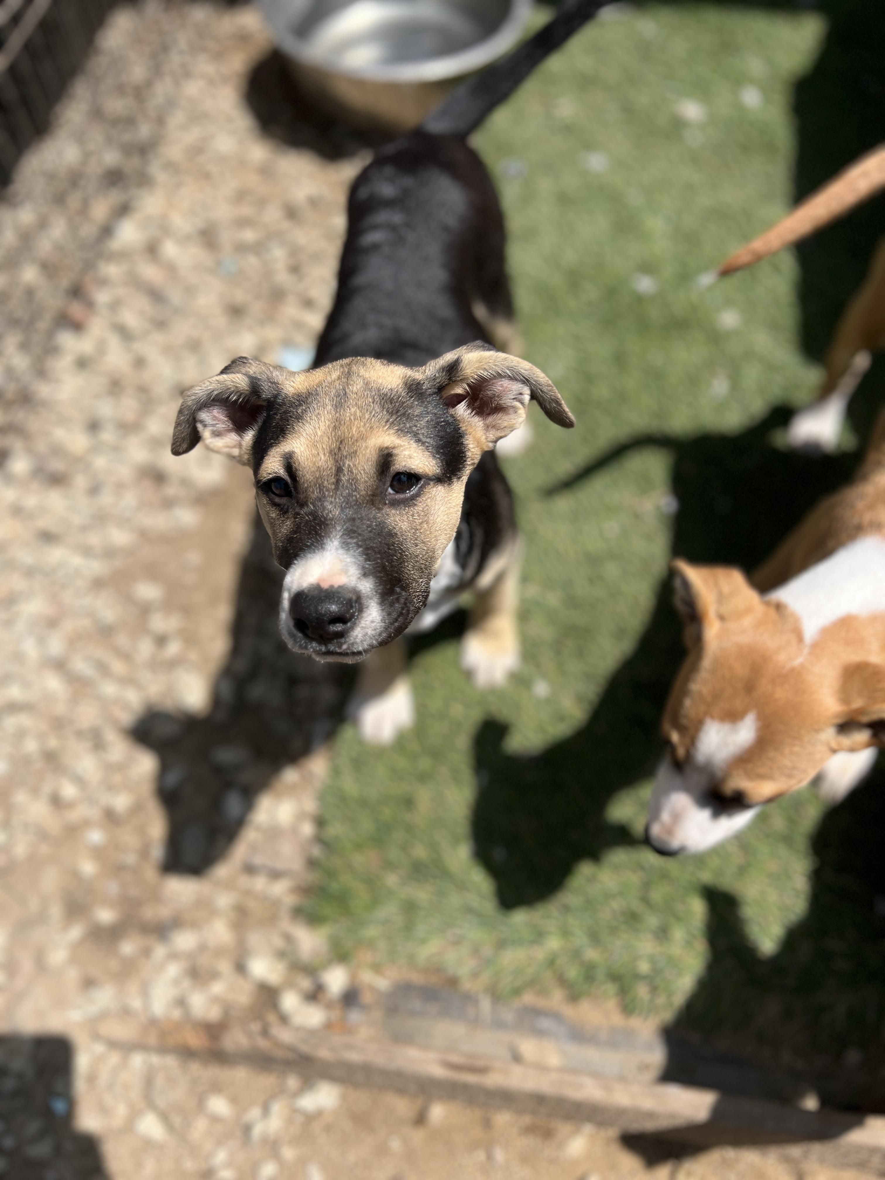 Enlarge Aubrey, a Adoptable mixed breed in Escondido, CA image 4/5