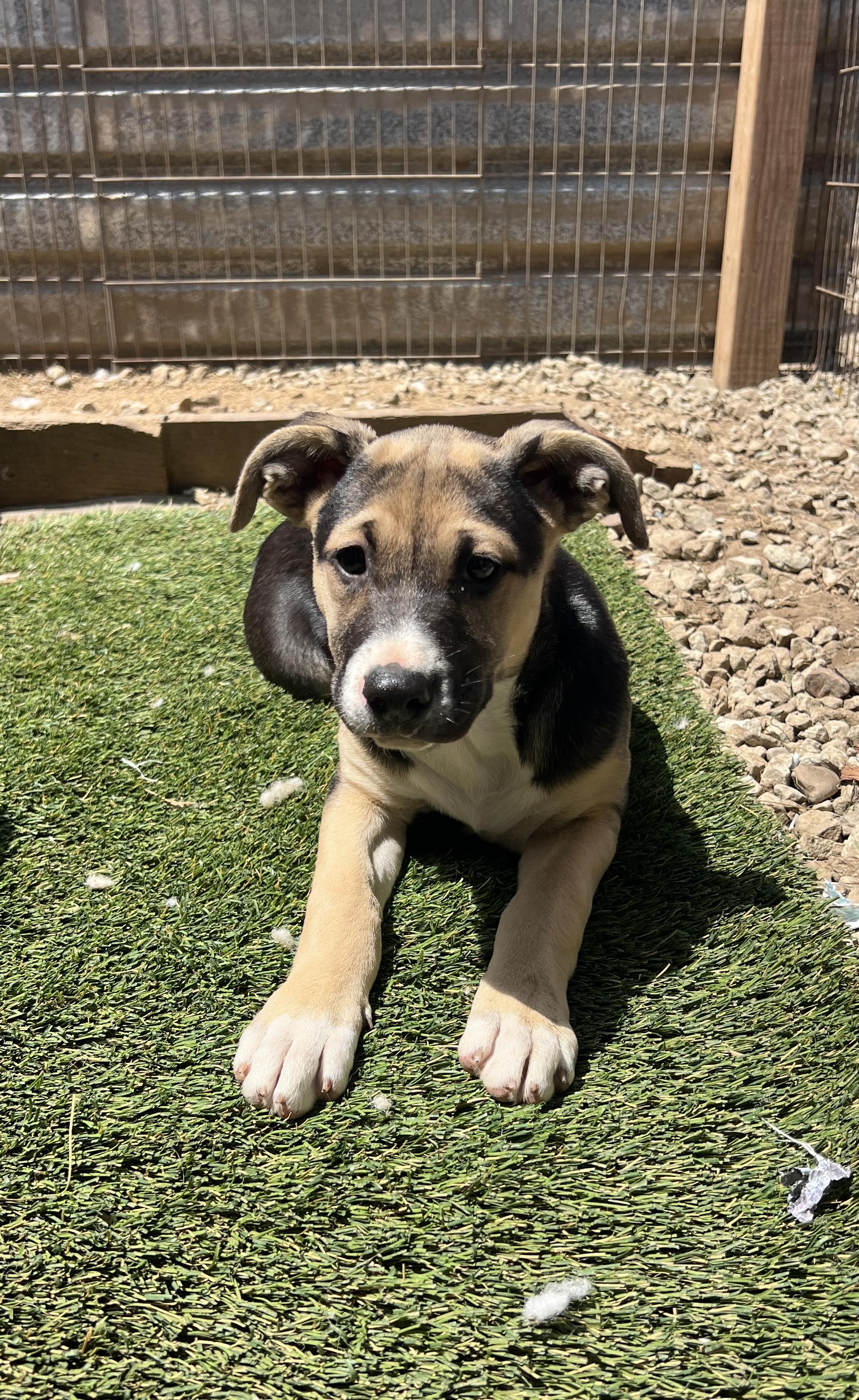 Enlarge Aubrey, a Adoptable mixed breed in Escondido, CA image 3/5